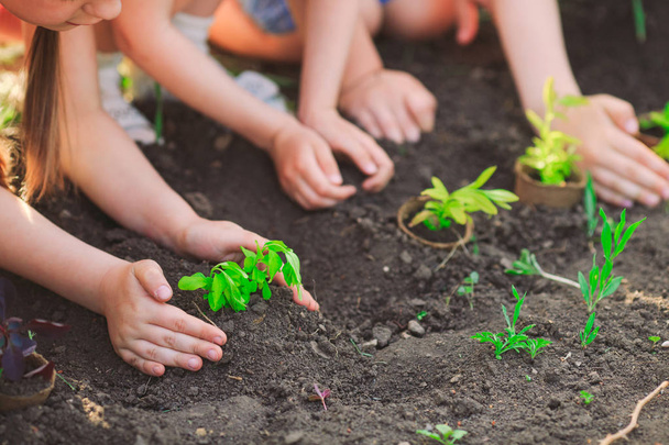 Childrens hands planting young tree on black soil together as the worlds concept of rescue. - Foto, Imagem