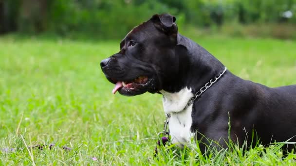 černý americký Staffordshirský teriér leží v poli zblízka. pes se dívá. Malá Pitbull bílá a černá barva sedící na travnatém trávníku. Pitbull černá hlava býk je přátelský - Záběry, video