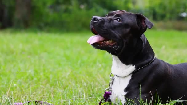black american staffordshire terrier lies in a field close-up. the dog is watching. Young pit bull white and black color sitting on a grassy lawn. Pit bull, black head pit bull is friendly - Footage, Video