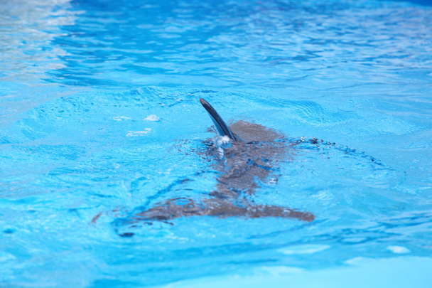 golfinho - Foto, Imagem