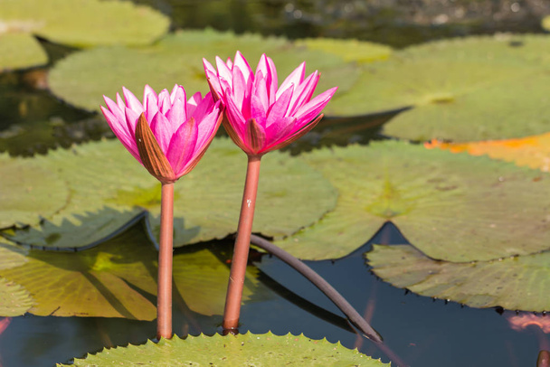 Рожева водяна лілія цвіте в ставку вранці
 - Фото, зображення
