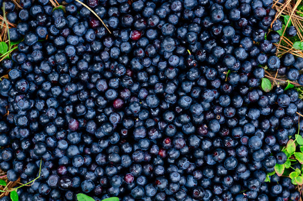 Topview de mirtilos orgânicos, fundo azul frutado
 - Foto, Imagem