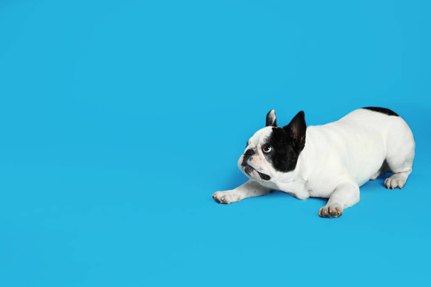 French bulldog on blue background. Space for text - Zdjęcie, obraz