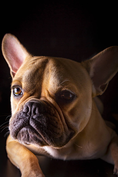 Fransız Bulldog (bouledogue franais) - Portre - Fotoğraf, Görsel
