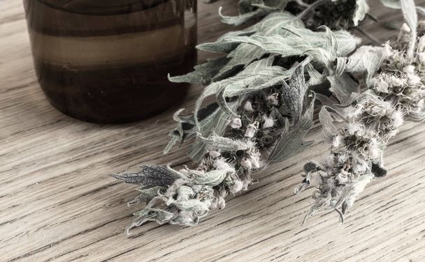 Motherwort - лекарственное растение с успокаивающим эффектом - Фото, изображение