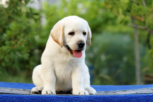 un cachorro labrador sobre fondo azul
 - Foto, imagen