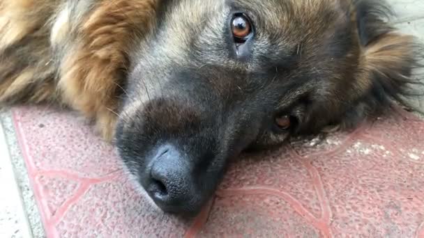 Muzzle of a shaggy mongrel or domestic dog, which lays down in the yard and looks forward. Close-up portrait. - Footage, Video