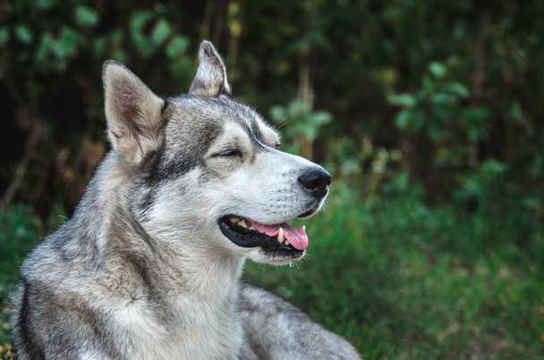 Retrato de um cão Malamute com olhos azuis em um fundo verde com a boca aberta
 - Foto, Imagem