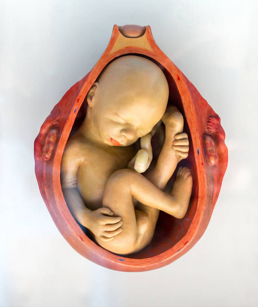 Menselijk embryo in de baarmoeder, reproductie. Embryogenese informatie poster, embryonale ontwikkeling, zwangerschap periode - Foto, afbeelding