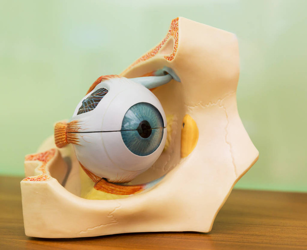 Anatomical plastic model of human eye. Medical stand, eyeball education concept - Photo, Image