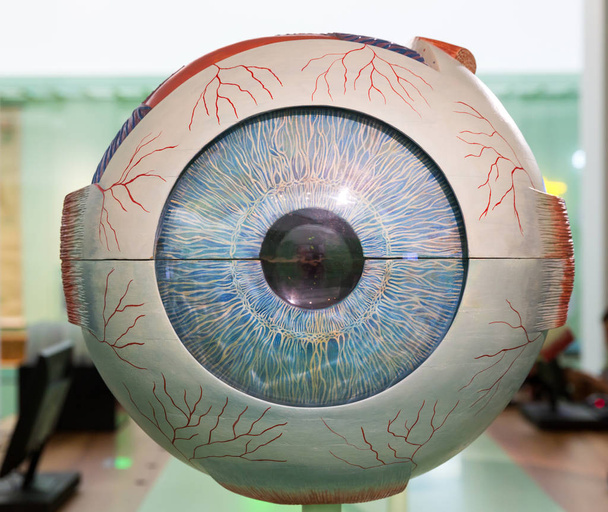 Анатомическая пластиковая модель человеческого глаза, крупным планом. Медицинский стенд, концепция глазного образования
 - Фото, изображение