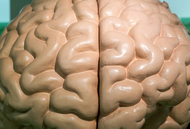 Modèle anatomique en plastique du cerveau humain, gros plan. Stand médical, concept éducatif, neurologie et anatomie
 - Photo, image