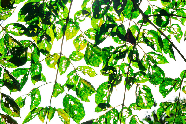 Hoja verde tropical con rama en blanco
 - Foto, imagen