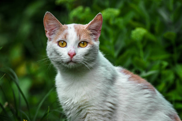 草の中の美しい白猫の肖像 - 写真・画像