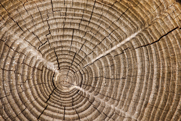 Fatia de um tronco
 - Foto, Imagem