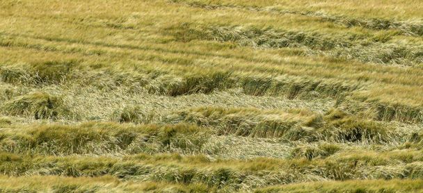 Cheltenham, Gloucestershire, Inglaterra. Julio 2019. Tormenta cultivos dañados en un campo de agricultores gran parte de la cosecha se extiende plana después de fuertes vientos y aligeramiento
. - Foto, Imagen