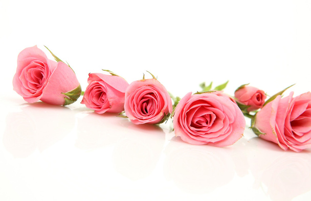 Fine roses on a white background - Foto, afbeelding