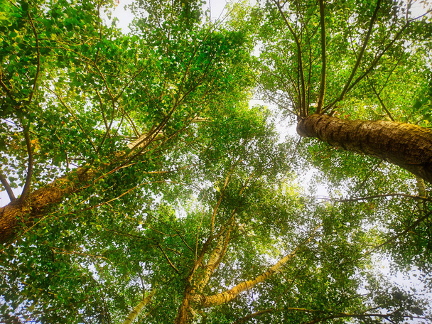 obraz pnie drzew z zielonych liści sfotografowany od dołu do nieba w gorącym letnim dniu - Zdjęcie, obraz