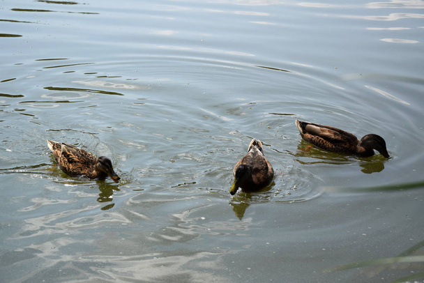 Feeding swimming ducks on a pond in Europe - Zdjęcie, obraz