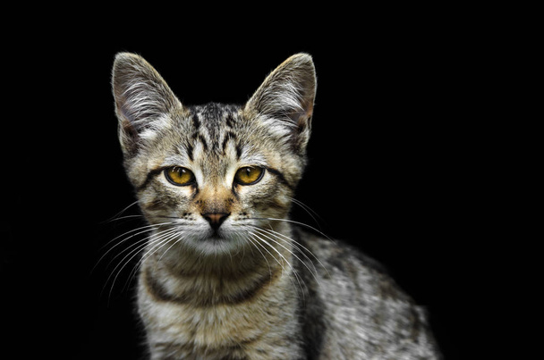 黒い背景にサーバルのように見える美しい若い灰色の子猫の肖像画 - 写真・画像
