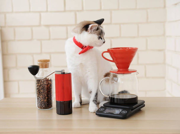 Barista cat. Alternative manual hand brewing coffee. Drip batch filter. Red coffee grinder. Electronic scale - Photo, Image