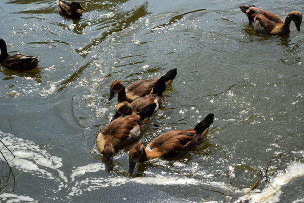 Feeding a duck and her ducklings on a pond in Europe - Fotó, kép