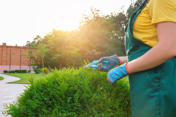 Woman trimming green bush outdoors, closeup. Home gardening - Foto, afbeelding