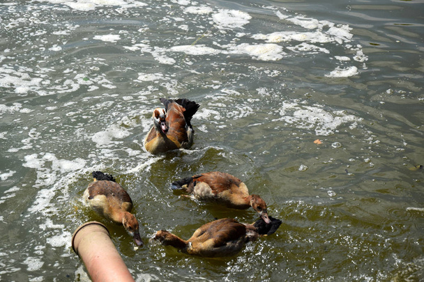 Feeding a duck and her ducklings on a pond in Europe - Foto, imagen