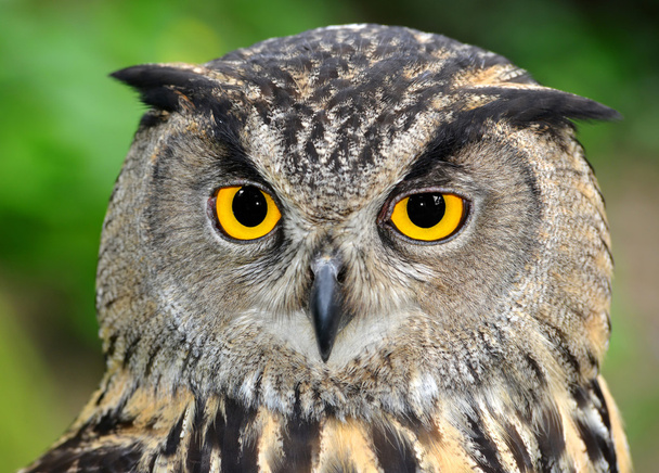 Eagle Owl - Photo, Image