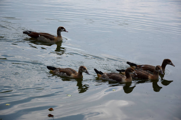 Feeding a Duck and her Ducklings on a Pond in Europe - Foto, Bild