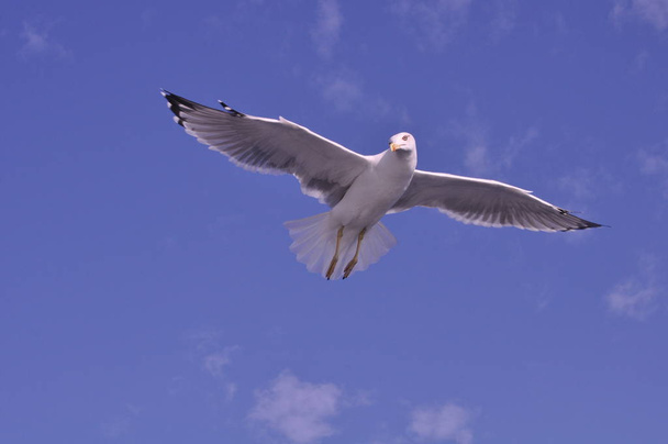 The beautiful bird European herring gull (Larus argentatus) in the natural environment - Photo, image