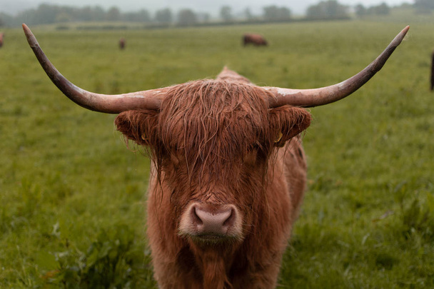 Skotlannin ylämaan karjaa ruskea lehmä pihvi syödä
 - Valokuva, kuva