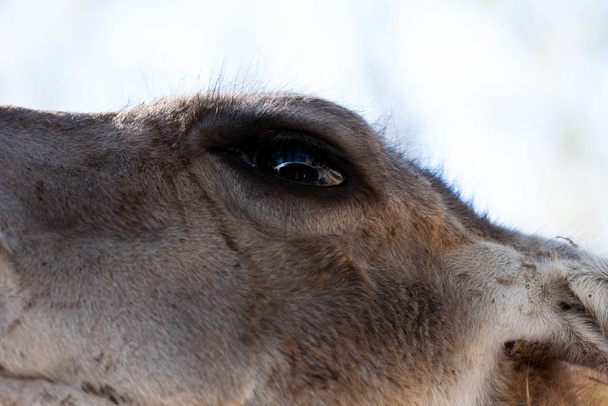 Cuerpo Lama fotografiado de cerca, sobre un fondo verde natural. Animal marrón claro, ojos grandes. Son mamíferos y herbívoros. Animales y naturaleza
. - Foto, Imagen