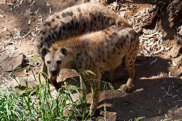 Hyenas in herd standing in the sand of the mountain, next to rocks and in a natural background. Plants around the animal, hot habitat. Hyena looking for food. Wild, carnivorous. - Photo, Image
