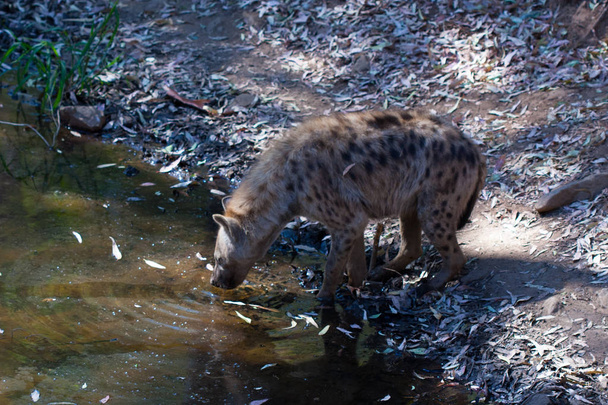 Hyena pije vodu v horském proudu vedle skal a v přírodním prostředí. Rostliny kolem zvířete, horký Habitat. Hyena hledala jídlo. Divoké, masožravé. - Fotografie, Obrázek