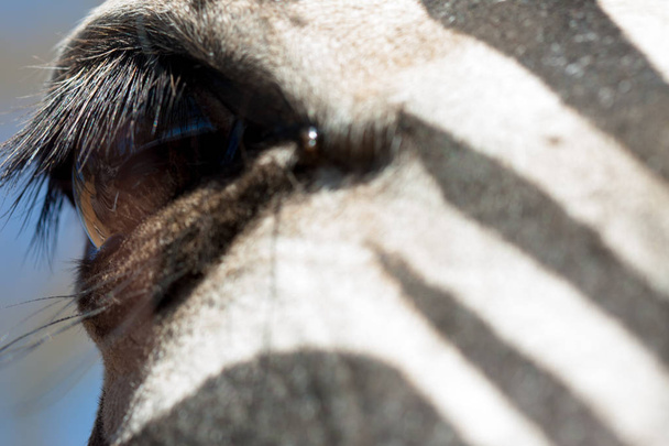Close View van zebra in kudde, in de bergen, naast rotsen en in een natuurlijke achtergrond. Macro van dieren, hete habitat. Zebra gerelateerd aan de verpakking. Natuur, dieren - Foto, afbeelding