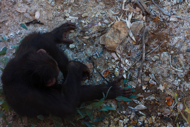 Dos chimpancés sentados en el suelo, en las montañas, junto a las rocas y en un fondo natural. Un hábitat caliente. Chimpancés relacionados entre sí. Cada uno con algo en sus manos. Naturaleza, animales
 - Foto, Imagen