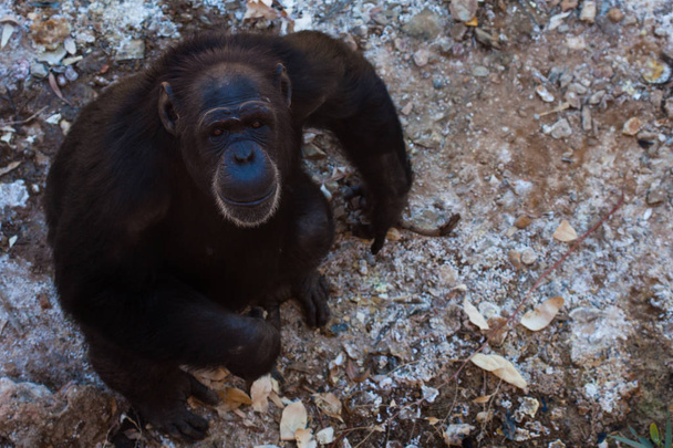 Dois chimpanzés sentados no chão, nas montanhas, ao lado de rochas e em um fundo natural. Habitat quente. Chimpanzés relacionados um com o outro. Cada um com algo nas mãos. Natureza, animais
 - Foto, Imagem