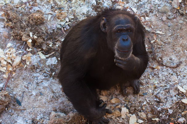 Dos chimpancés sentados en el suelo, en las montañas, junto a las rocas y en un fondo natural. Un hábitat caliente. Chimpancés relacionados entre sí. Cada uno con algo en sus manos. Naturaleza, animales
 - Foto, Imagen