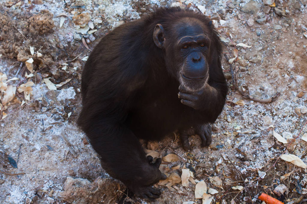 Kaksi simpanssia istuu maassa, vuorilla, kivien vieressä ja luonnollisella taustalla. Kuuma elinympäristö. Simpanssit liittyvät toisiinsa. Jokaisella on jotain käsissään. Luonto, eläimet
 - Valokuva, kuva
