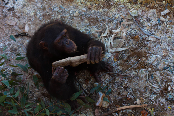 Два шимпанзе сидят на земле, в горах, рядом со скалами и на естественном фоне. Горячая среда обитания. Шимпанзе родственники друг другу. Каждый с чем-то в руках. Природа, животные
 - Фото, изображение