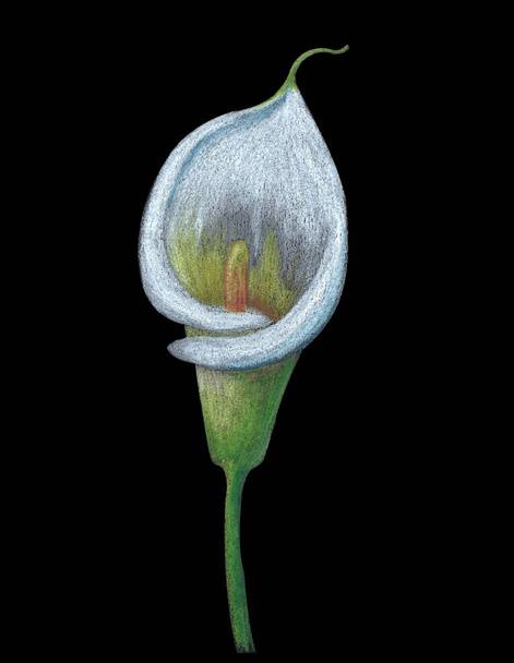  Illustration of a white calla lily flower. Drawn by watercolor pencils and isolated on a black background - Фото, зображення