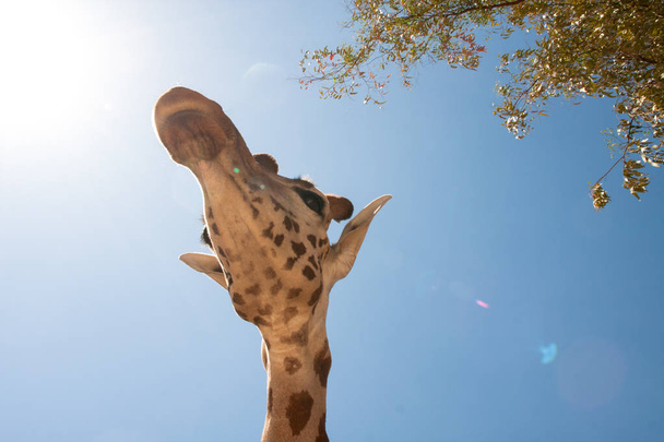 Giraffe on a safari, seen closely, with a natural and warm background. With the clear sky and blue background. Hot habitat. Giraffes related to each other. Harmless giraffes, wanting to receive food. - Photo, Image