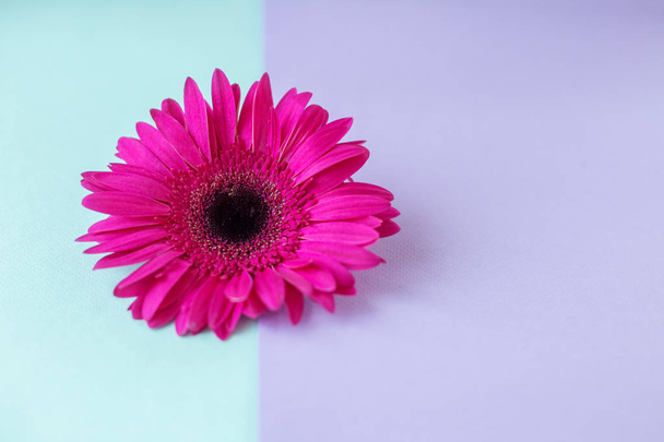 Composición floral. Diseño creativo hecho de rosa Gerbera Daisy sola flor. De cerca. Hola concepto de primavera. Estilo mínimo, plano laico
. - Foto, imagen