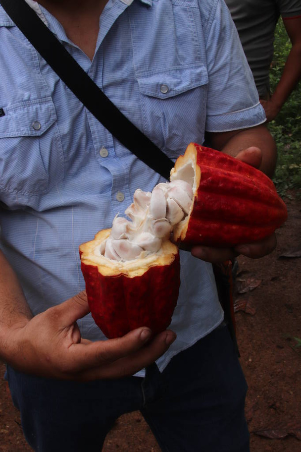 Man die een cacao-pod opent die rauwe chocolade bonen binnen toont - Foto, afbeelding