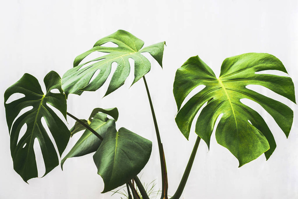 monstera leaf , philodendron plant  - Foto, Bild