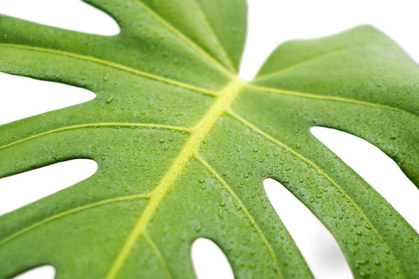 monstera feuille gros plan, philodendron plante feuilles macro  - Photo, image