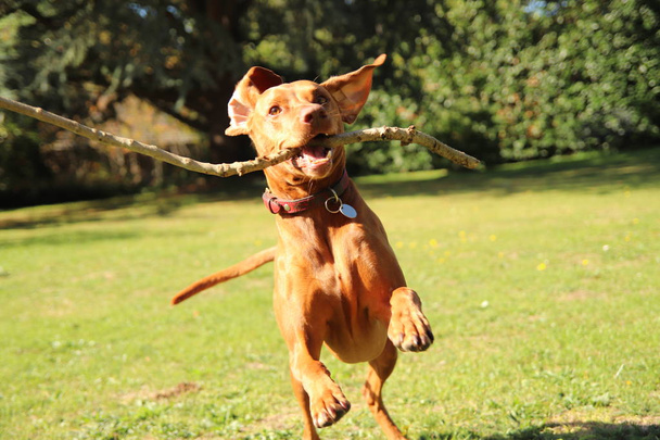Pies Vizsla z kijem bawiącym się w parku - Zdjęcie, obraz
