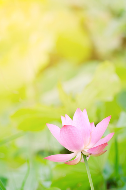 ranní lotus - Fotografie, Obrázek