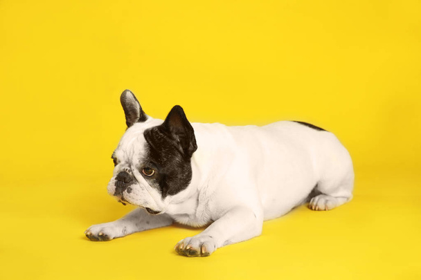 French bulldog on yellow background. Adorable pet - Zdjęcie, obraz